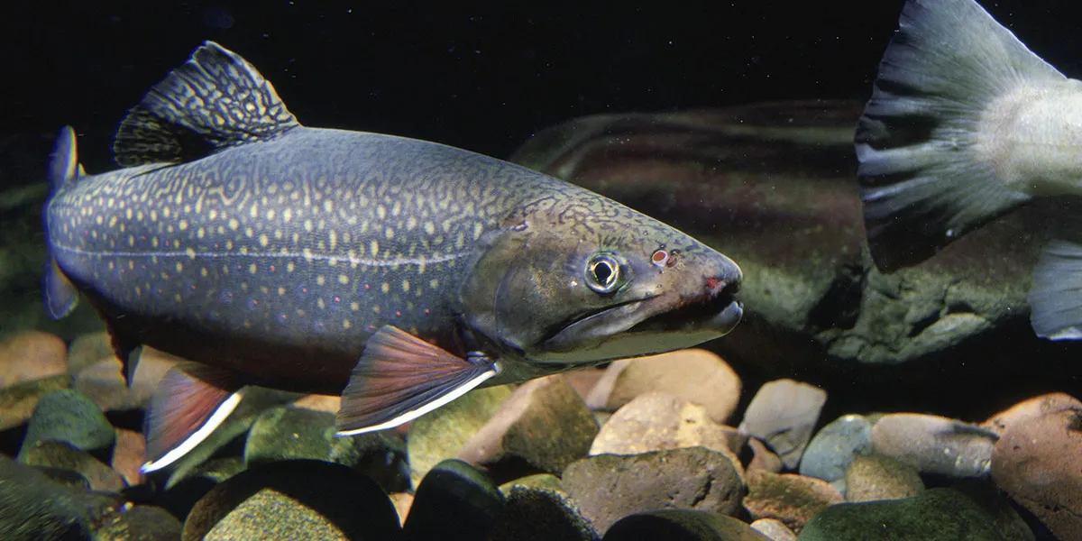 Mangime per pesci, allevamento pesci, Mangimi Veronesi Mangime per pesci, Allevamento, Veronesi