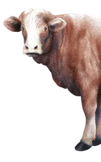 Mangime per bovini da carne, allevamento bovini da carne, Mangimi Veronesi Mangime per bovini da carne, allevamento bovini da carne, Mangimi Veronesi