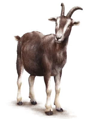 Mangime per caprini, mangime per capre, allevamento ovini, Mangimi Veronesi Mangime per caprini, mangime per capre, allevamento ovini, Mangimi Veronesi