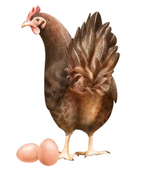 Mangime per galline ovaiole, allevamento galline ovaiole, Mangimi Veronesi