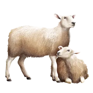 Mangime per ovini, mangime per capre, mangime per pecore, allevamento ovini, Mangimi Veronesi Mangime per ovini, mangime per capre, mangime per pecore, allevamento ovini, Mangimi Veronesi