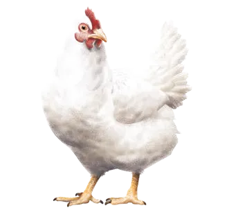 Mangime per polli, allevamento polli, Mangimi Veronesi