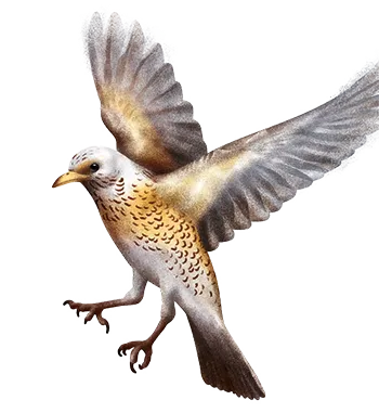 Mangime per uccelli, allevamento uccelli, Mangimi Veronesi Mangime per uccelli, allevamento uccelli, Mangimi Veronesi