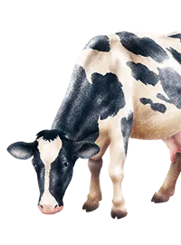 Mangime per vacche da latte, allevamento vacche da latte, Mangimi Veronesi