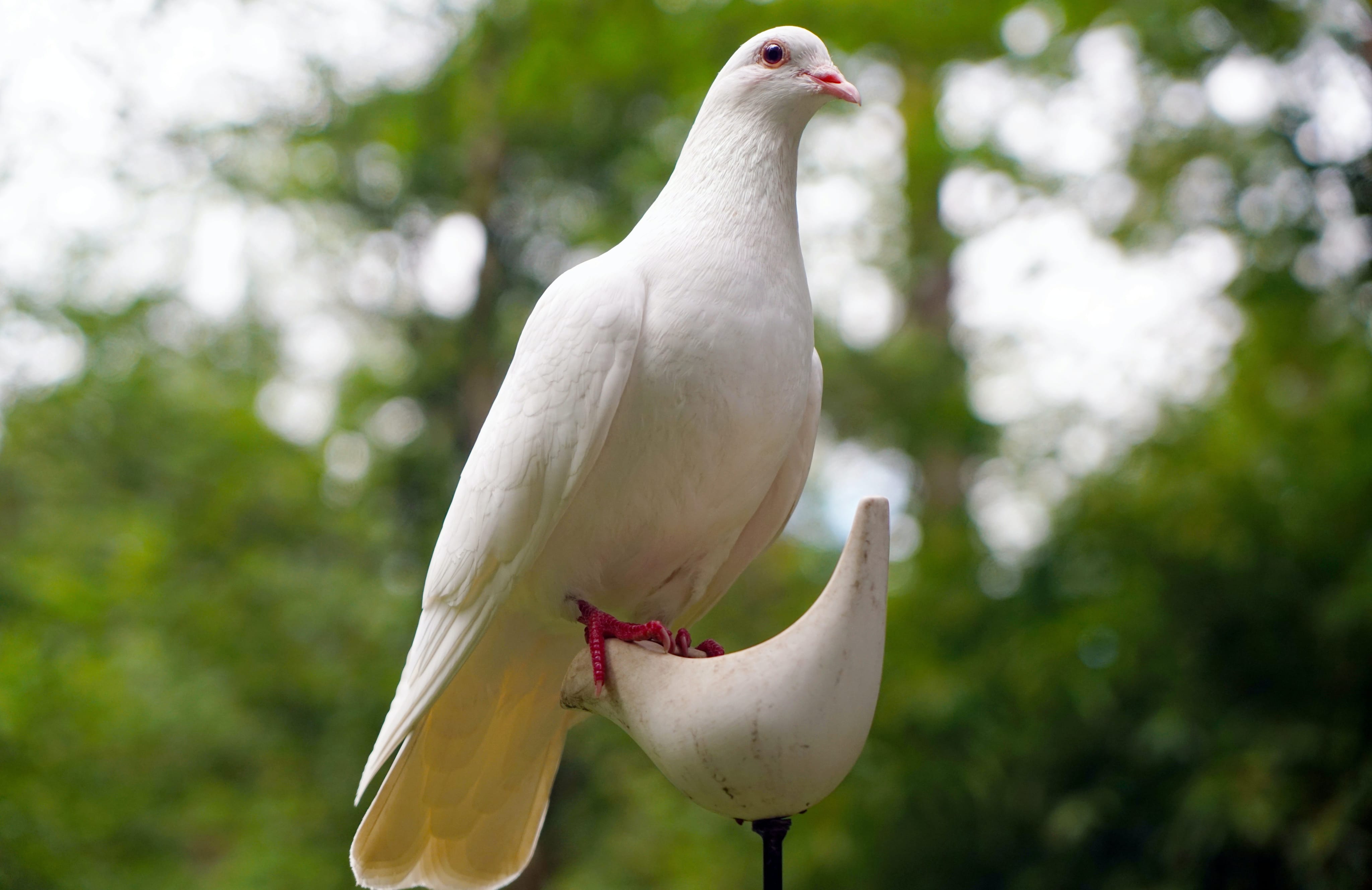 Mangime per uccelli, allevamento uccelli, Mangimi Veronesi Mangime per uccelli, mangimi per uccelli, Allevamento, Veronesi